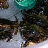 Infine notiamo dei grossi granchi verdongnoli (�mezzelune� in dialetto barese) impiegati nella lotta contro i molluschi